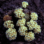 Nassauvia cf lagascae